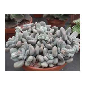 Pachyphytum Bracteosum