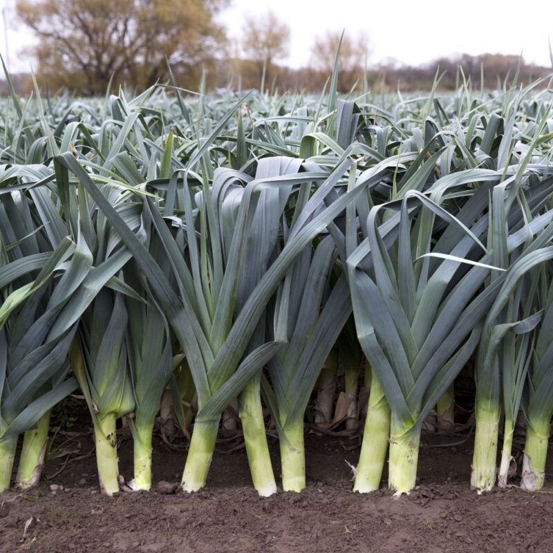 Leeks Growing