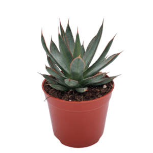 Agave Hybrida