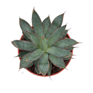 Agave Hybrida2