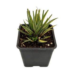 Haworthia Radula Variegata2