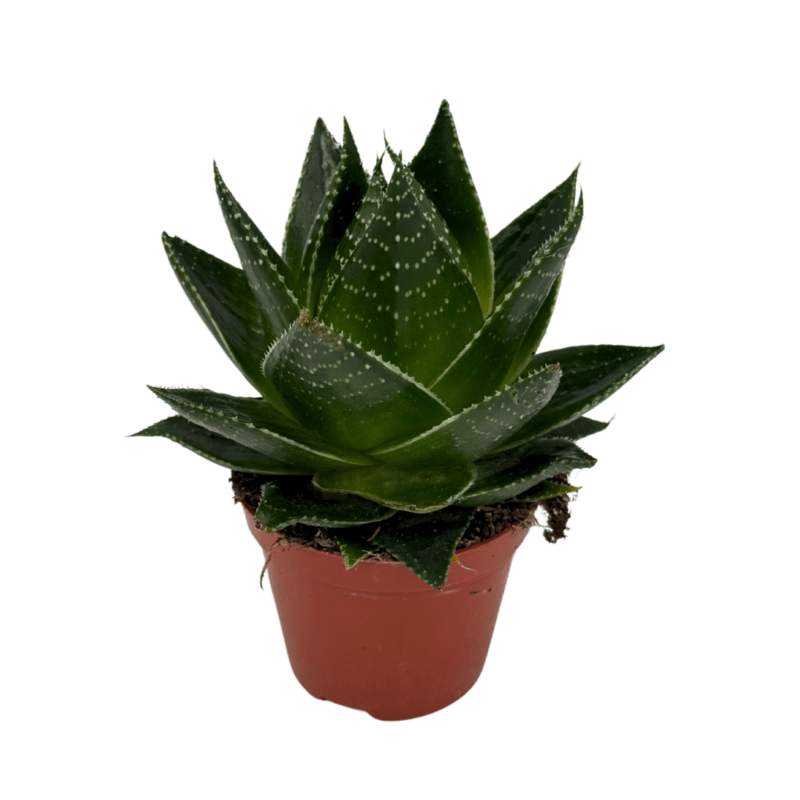 Gasteraloe2