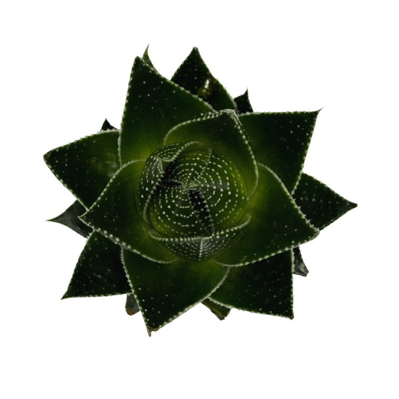 Gasteraloe3