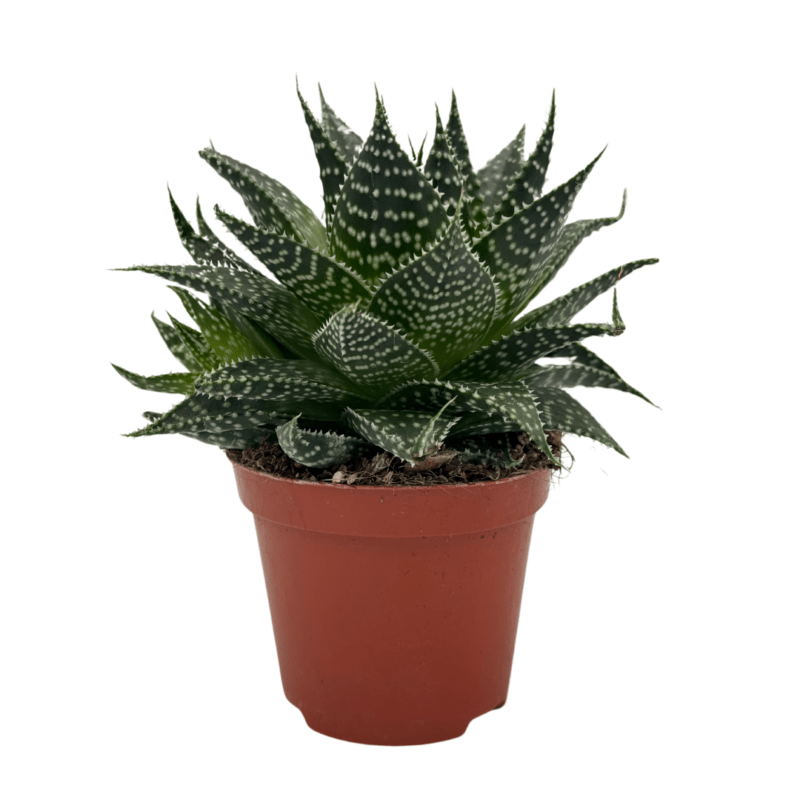 Gasteraloe4