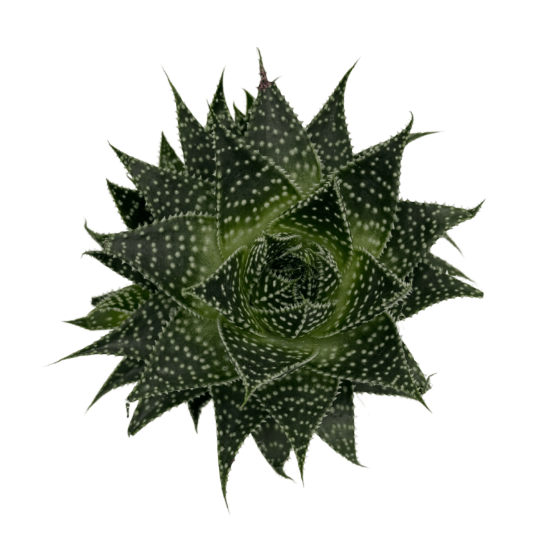 Gasteraloe6