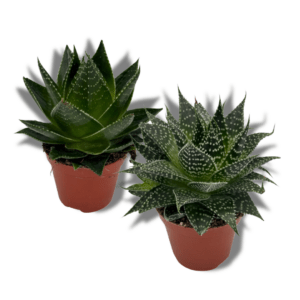 Gasteraloe7