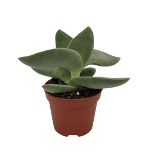 Crassula Boomerang