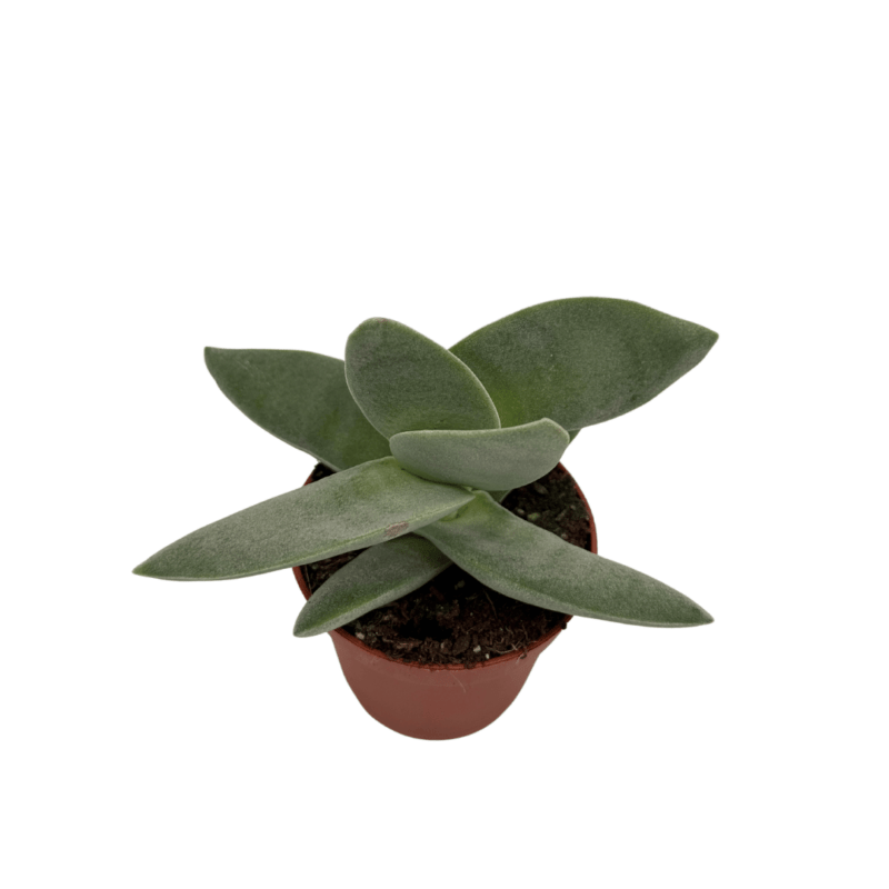 Crassula Boomerang2