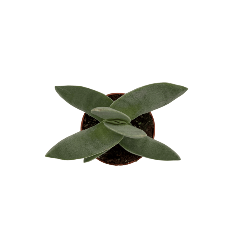 Crassula Boomerang3