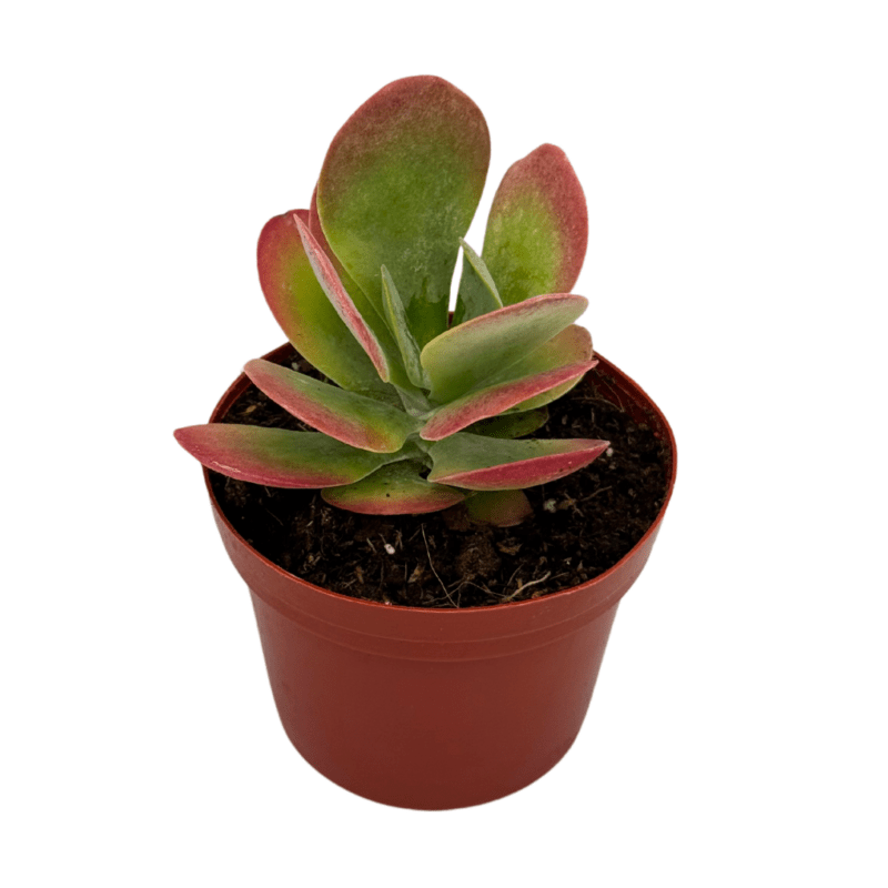 Kalanchoe Thyrsiflora 2