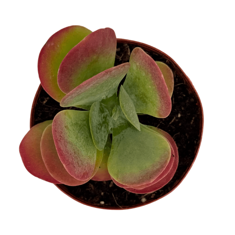 Kalanchoe Thyrsiflora 3