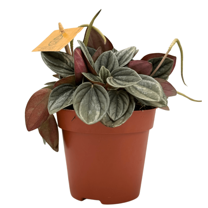 Peperomia Caperata Rosso1