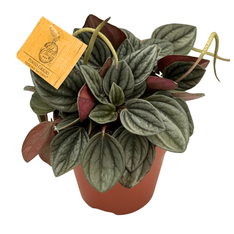 Peperomia Caperata Rosso2