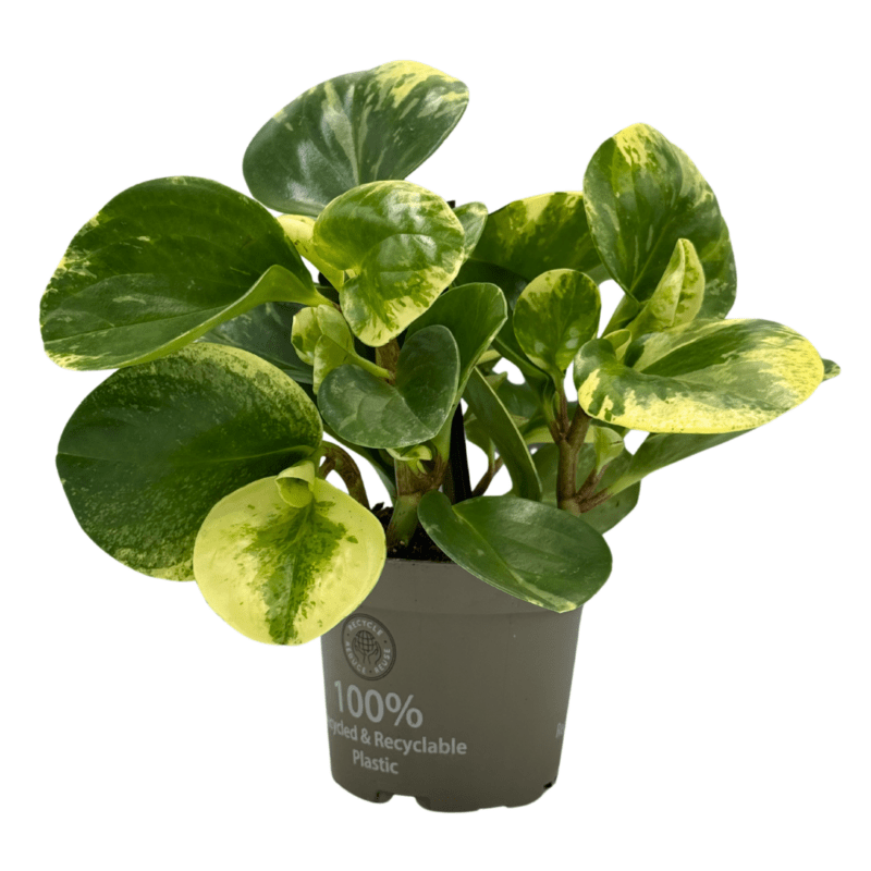 Peperomia1