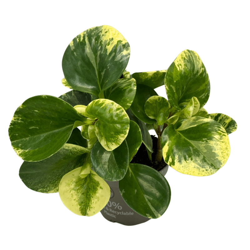 Peperomia2