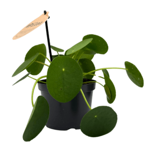 Pilea