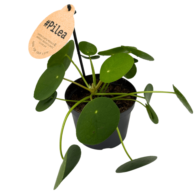 Pilea2