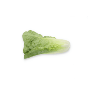 Batavia Lettuce Bataviasia Bataviasalat Lechuga Batavia Alface Batavia Laitue Batavia Latuga Baa