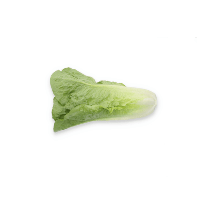 Batavia Lettuce Bataviasia Bataviasalat Lechuga Batavia Alface Batavia Laitue Batavia Latuga Baa