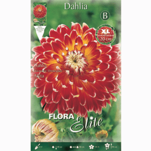 Dahlia